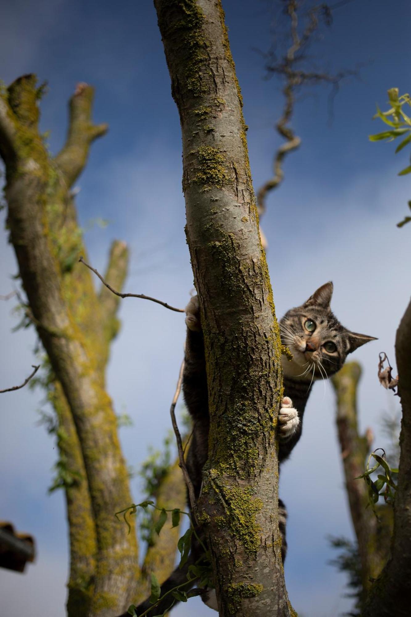 Le Chat Blanc Gite Versols-et-Lapeyre Esterno foto