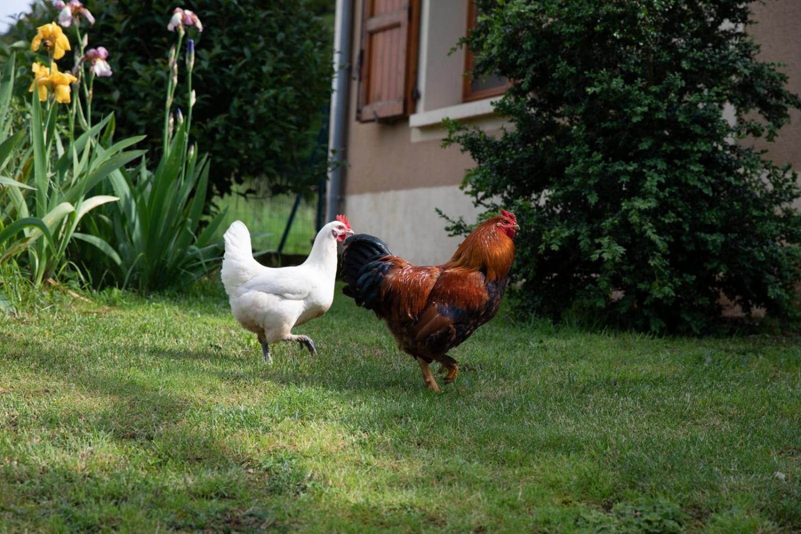Le Chat Blanc Gite Versols-et-Lapeyre Esterno foto