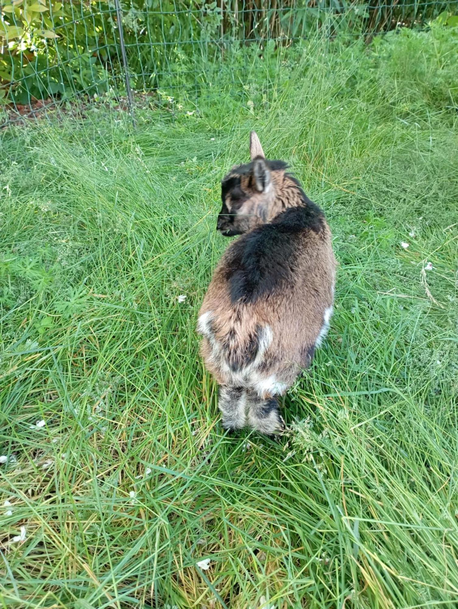 Le Chat Blanc Gite Versols-et-Lapeyre Esterno foto